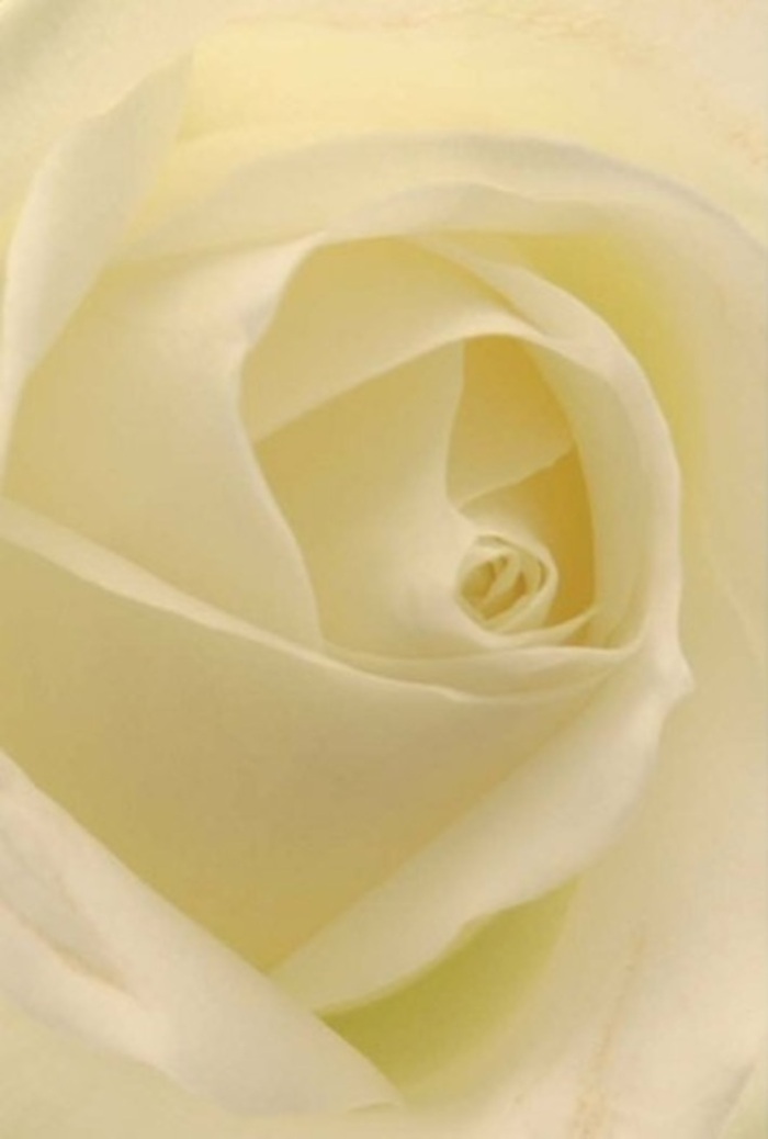 From the gentle core of this classic white rose, viewed in striking detail, emerges an interplay of softness and sophisticated layering-a reflection of Surbiton's blend of elegance and down-to-earth community charm. The petals merge from creamy white to subtle lemon at the heart, each one illuminated as though kissed by the morning sun peeking through Kingston Road's leafy canopy. Light flows delicately across every fold, creating a bloom so lifelike it seems to radiate warmth from within. For a professional Surbiton florist, this image perfectly captures the spirit of occasions both romantic and heartfelt-ideal for an apology, a wedding centrepiece in nearby Alexandra Park, or a meaningful expression of appreciation delivered across KT6. The spiral of nearly flawless petals hints at purity, resilience, and lasting beauty, while the play of shadows adds to the depth and drama. The rose's understated fragrance, imagined in the mind's eye, brings serenity to any room-a fitting tribute for memories and milestones, handcrafted with the precision and care Surbiton's community trusts.